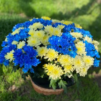 Funeral basket with chrysanthemums - a basket with 22 branches of blue and yellow chrysanthemums