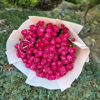 Піоновидна троянда «Марвелоуз Баблз» – 37 гілок рожевих квітів з півонійною формою, висота 50–60 см