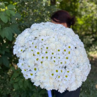 Ніжний мікс хризантем – букет із 71 гілки білих хризантем у світлій упаковці з блакитною стрічкою