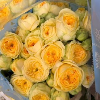 Троянда Піоні Баблз – пишна троянда з ніжно-рожевими пелюстками для створення розкішних букетів чи декору. Доступна в розмірах: 45 см (73 грн/гілка), 50 см (79 грн/гілка) та 55 см (93 грн/гілка).