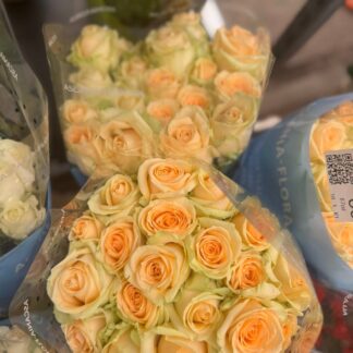 Троянда Піч Аваланч – ніжна персикова троянда для створення витончених букетів чи декору. Доступна в розмірах: 60 см (47 грн/шт) та 70 см (51 грн/шт).