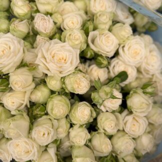 Троянда Міс Бомбастік – витончена троянда ніжно-рожевого кольору для створення чарівних букетів чи декору. Доступна в розмірах: 55 см (73 грн/гілка) та 65 см (90 грн/гілка).